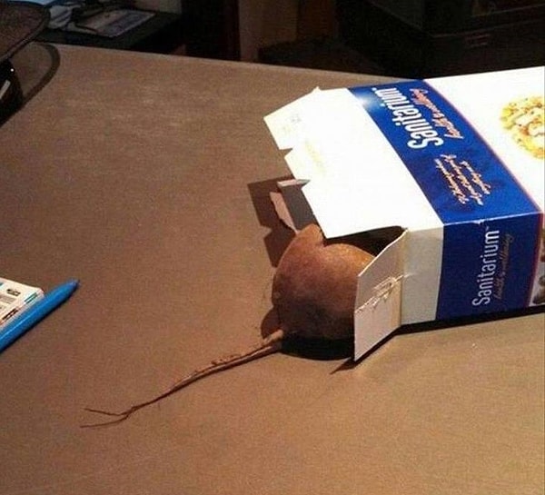 8. «В моей семье все боятся мышей и крыс. Так что я придумал разложить свеклу по всему дому»