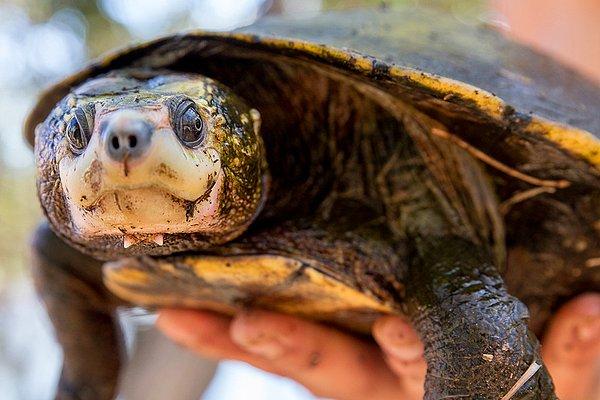 Birçok başarılarının yanı sıra, yeni bir kaplumbağa türü de keşfetmişti! Onun onuruna bu kaplumbağa türüne ''Elyesa Irwini'' adını verdiler.