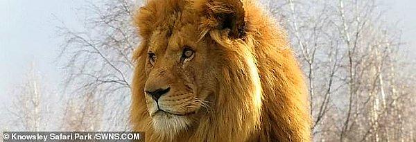 Mojo'nun Knowsley'de lider olması aslanların ona karşı düşmanlık beslemesine sebep olmuştu.