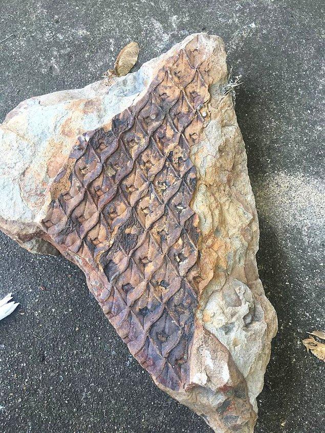 "Yeni evimin verandasında bir kaya buldum, ters çevirip baktım. Bu bir fosil mi?"