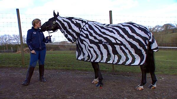 Araştırmada atların üzerine zebra desenli ve tek renk örtüler örtüldü.
