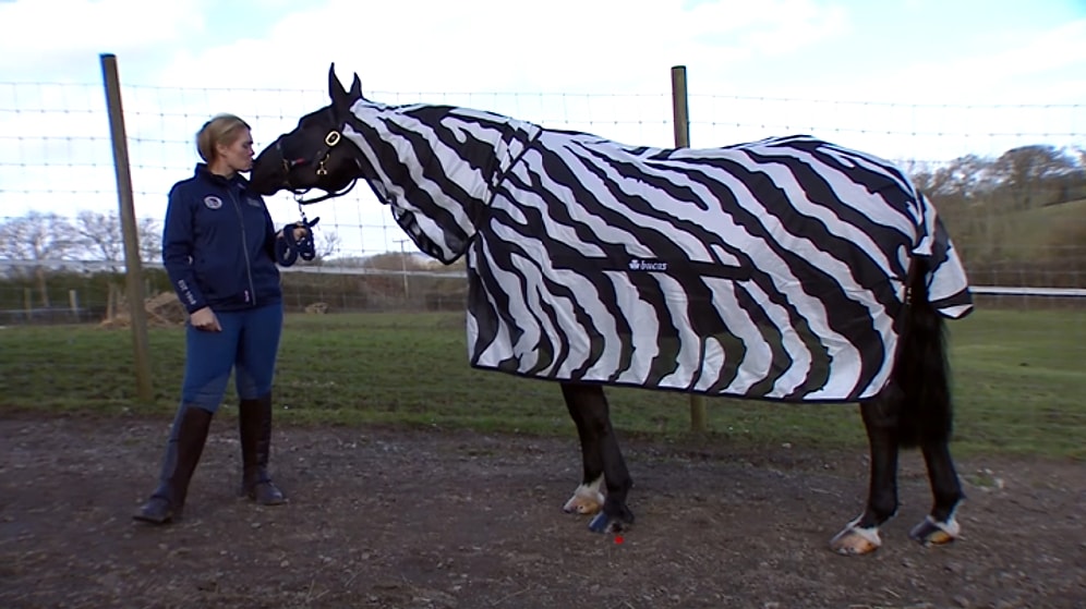 Zebraların Çizgileri Ne İşe Yarıyor?