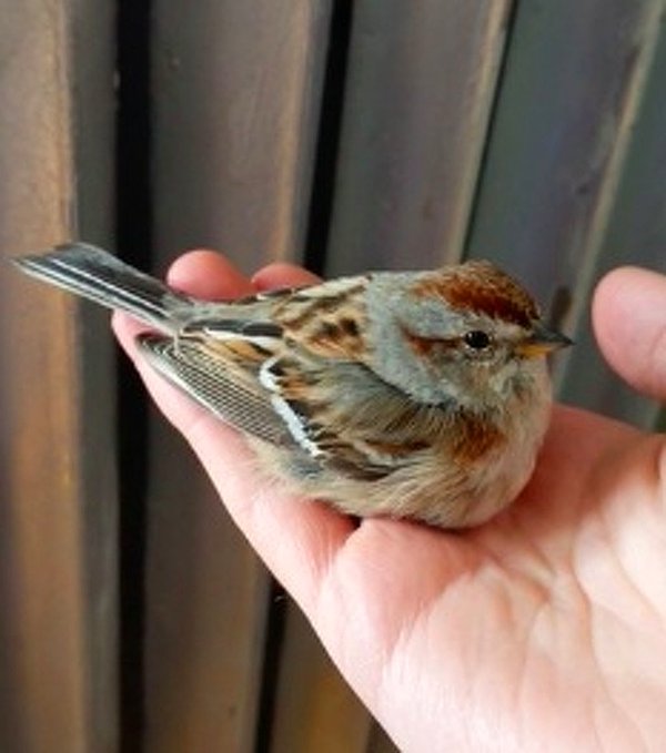 13. Bir Reddit kullanıcısının uçamadığı için evine alıp ısınmasını sağladığı küçük kuş. 😍