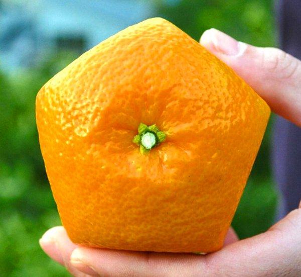 12. Japonlar'ın yeni fütüristik buluşlarından bir tanesi de beş kenarlı portakal.