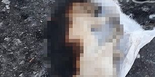 Konya'da Köpeği Yakıp Çuvala Koydular: 'Bunu Yapan İnsanlar Toplatılsın'