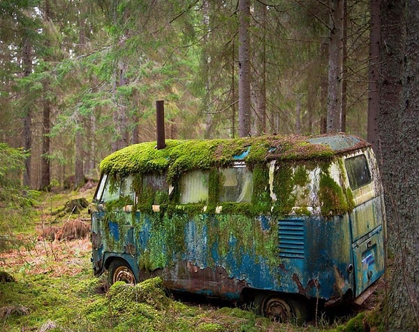 6. В плену у дикой природы