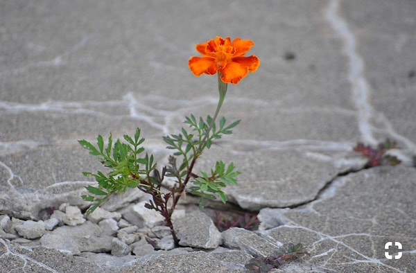 12. Природа - лучший художник