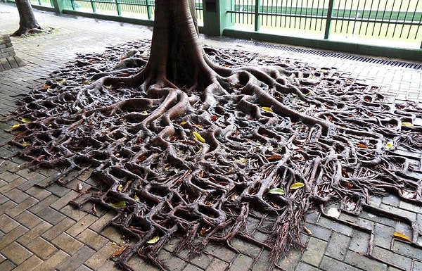 18. Верх искусства адаптации