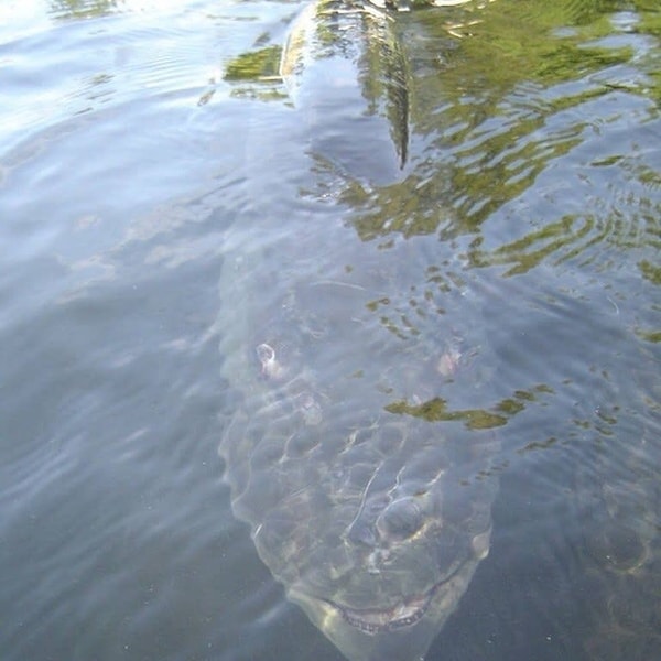 6. А данное изображение пугает?