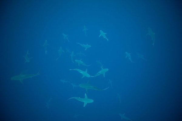 8. Картинка вызывает дискомфорт?