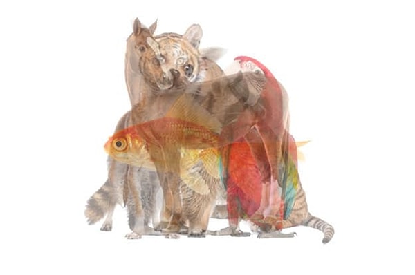 1. Какое животное вы первым делом увидели на картинке?