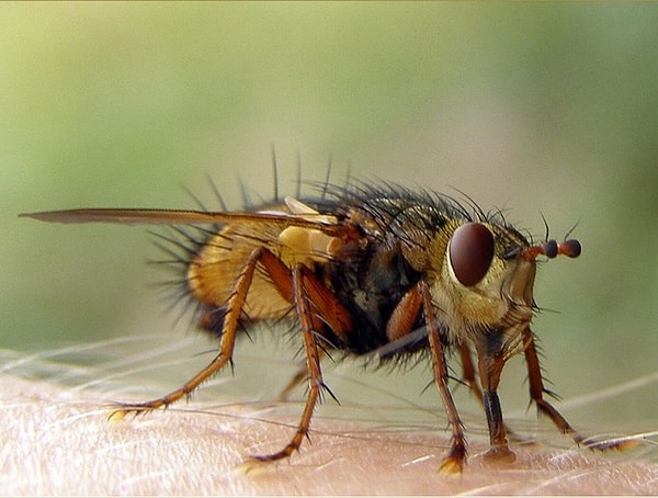 8. Муха цеце убивает 10 000 человек ежегодно