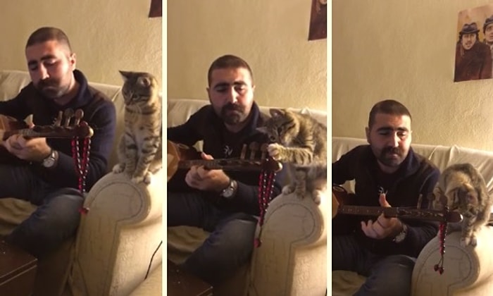 İnsan Dostu Bağlama Çalıp Türkü Söylerken Yaptığı Hareketlerle Sevimlilik Patlaması Yaşayan Kedi