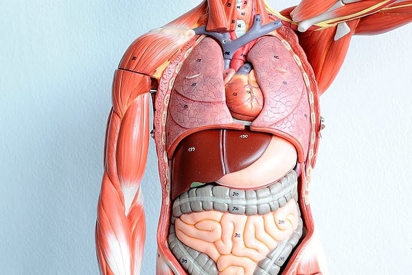 10. Где в оранизме образуется желчь?