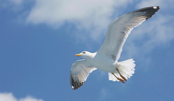 8. Кого из русских писателей называли "буревестником революции"?