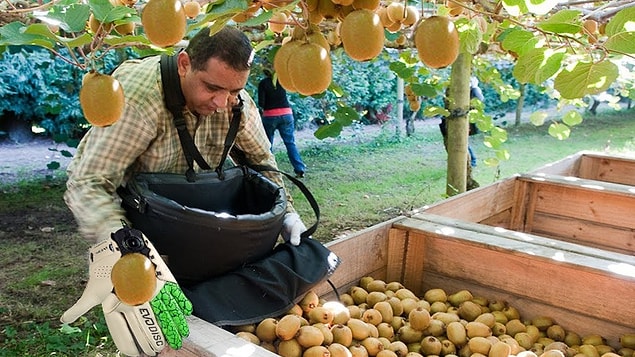 4. Kiwi meyvesi
