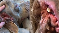 Barınağa Getirildikten Sonra Kulağının Olması Gereken Yerde İkinci Ağzı Olduğu Fark Edilen Sıra Dışı Sokak Köpeği!