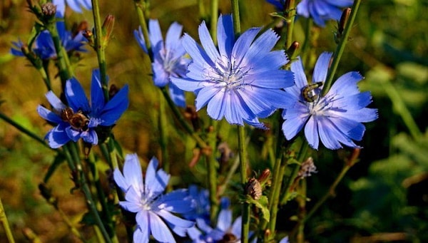 9. Из какой части цикория получают порошок, который можно употреблять в пищу?