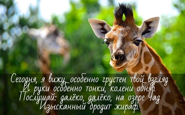 8. Кому принадлежат эти строки?