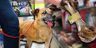 Sokağa Terk Edildikten Sonra Araba Çarpmasıyla Bir Bacağını Kaybeden Köpeğe Yardım Elini Uzatan Güzel İnsanlar
