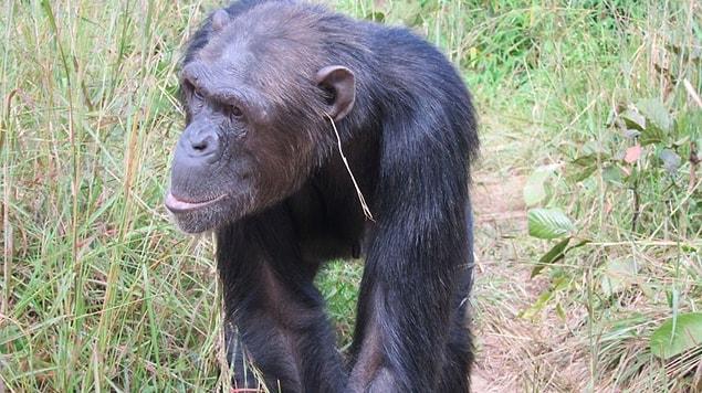 8. A chimpanzee has been observed wearing a piece of grass into her ear, with no apparent function. After other members of her group started imitating her, researchers realized to be in presence of the first fashion statement observed in other animals.