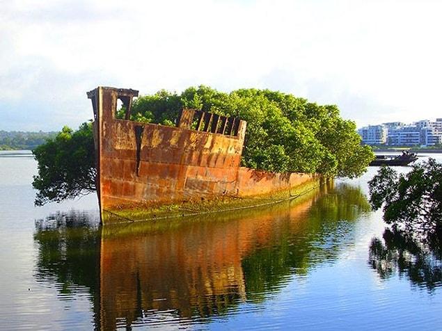 24. "The 108-year-old SS Ayrfield in Homebush Bay, Sydney is now a floating forest."