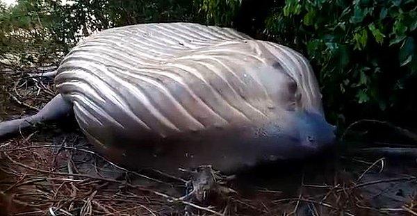 10 tonluk bir kambur balina Brezilya'nın Amazon ormanlarında cansız halde bulundu.