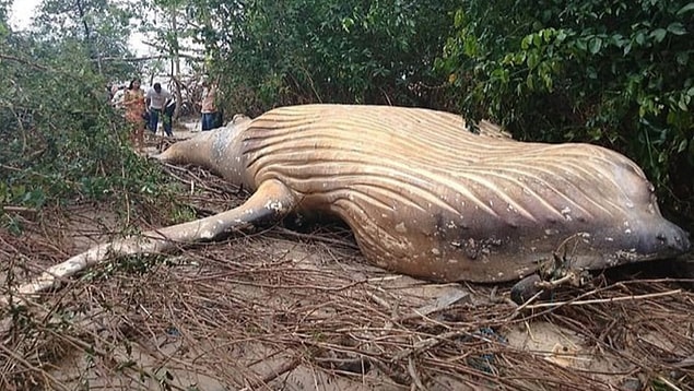 Geçtiğimiz hafta cuma günü, Marajo Adası'nda bulunan balina Araruna plajına yaklaşık 15 metre uzakta ormanın içinde yerde yatıyordu.