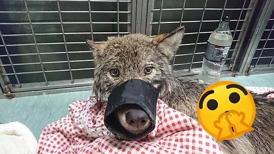 Три эстонца спасли собаку из замерзшей реки, а потом выяснилось, что это волк: 8 фото