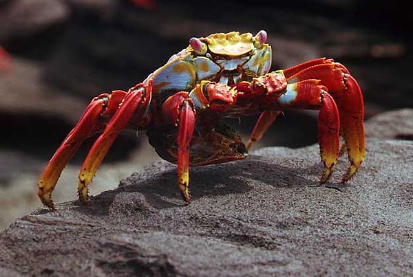 3. Из какого органического вещества состоит покров ракообразных?