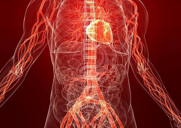 5. Какой орган относится к системе кровообращения?