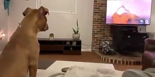 Aslan Kral İzlerken Duygularını Gizleyemeyen Köpek