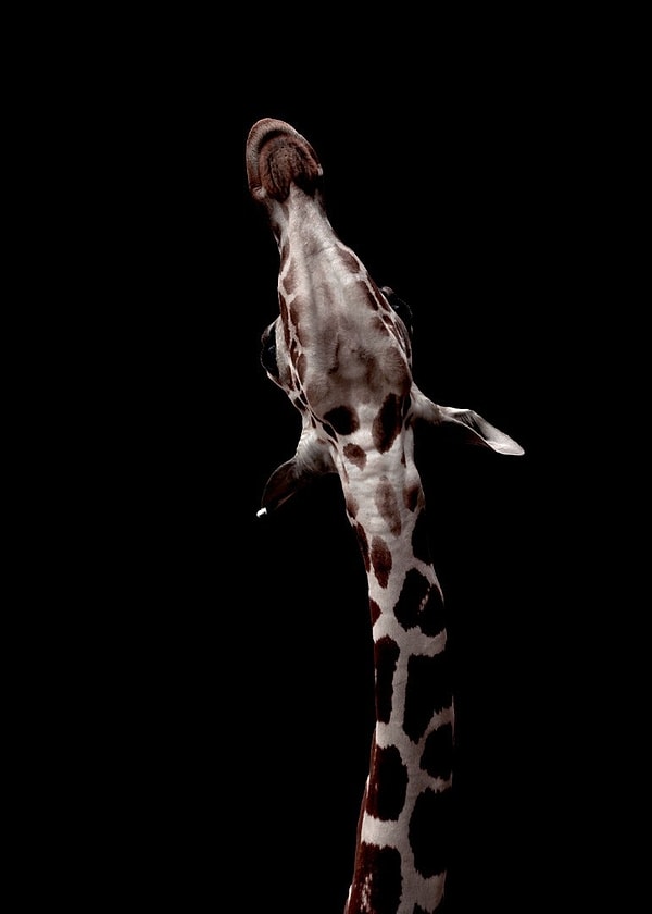 36. Фото было сделано в зоопарке Копенгагена