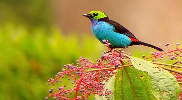 7. "Редкая птица"