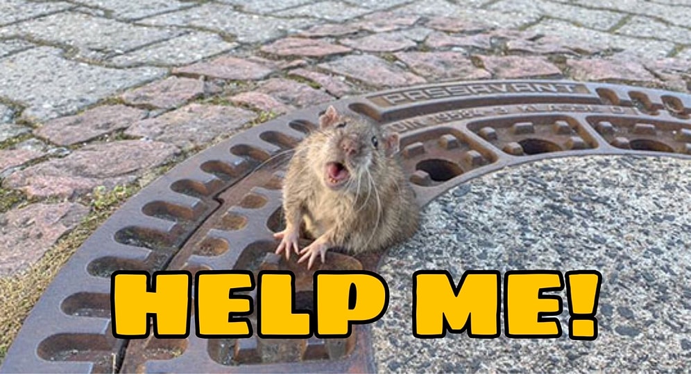 Вокруг шум: Толстая крыса застряла в люке, и пришлось вызывать пожарных, чтобы спасти ее