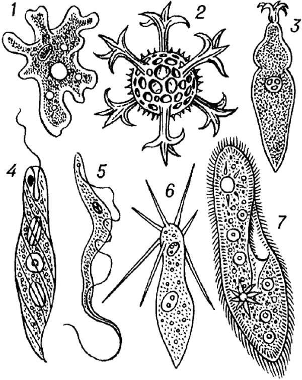 3. Какова роль простейших организмов на планете?