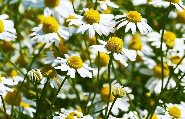 6. Какие растения растут, развиваются, цветут и плодоносят в течение одного года, и их жизнедеятельность на этом завершается?