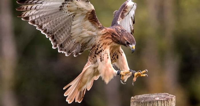 Тест: Какое тотемное животное отражает ваш дух?