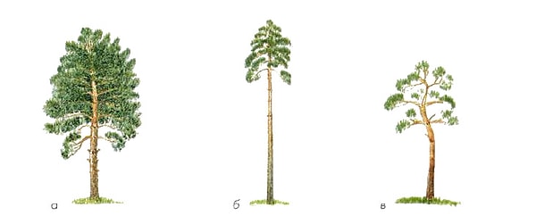 11. Как называется изменчивость, возникающая в ответ на перемены условий жизни?