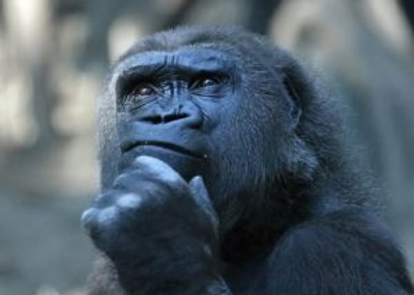 13. И последний вопрос. Как называется комплекс свойств и признаков организма?