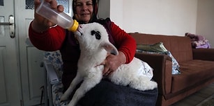 Bebek Beziyle Bezledikleri Kuzuya Evde Bakan Güzel İnsanlar!