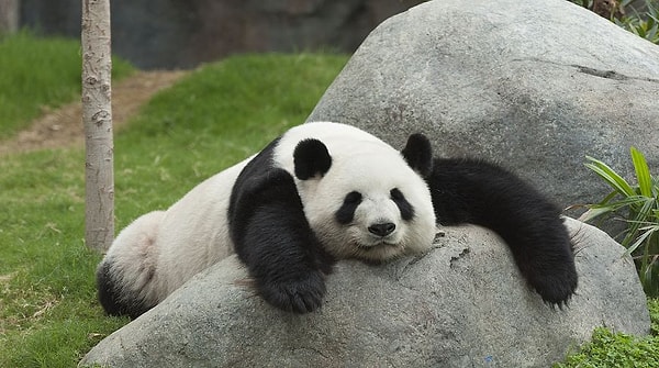 12. Как выглядит правильная схема классификации животных?