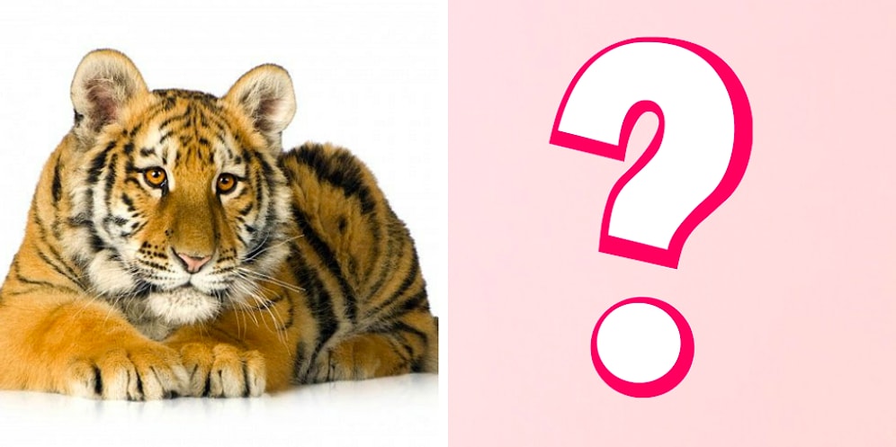 Тест: Ваш выбор животного поведает ваши секретные способности