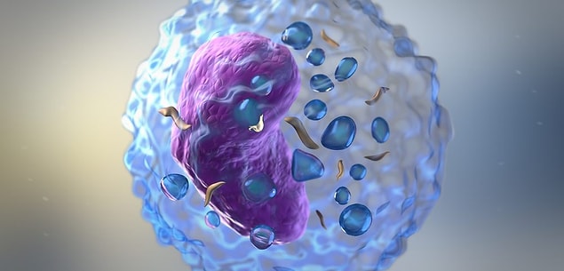 1. Lenf sistemi nedir?