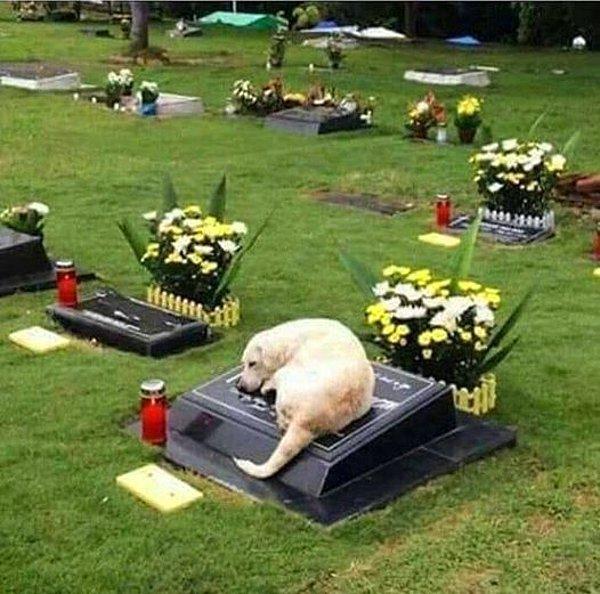 6. "7 yıl boyunca sahibinin mezarında uyuyan köpek:"