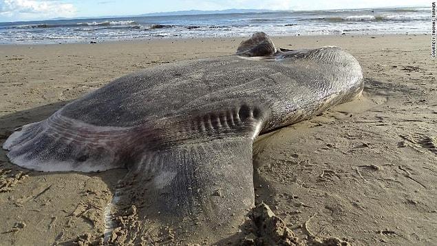 The seven-foot fish washed up at UC Santa Barbara's Coal Oil Point Reserve in Southern California last week.
