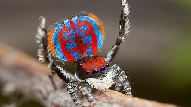 Kısa zaman önce Sydney Üniversitesi’nden entomologlar böcek türlerinin dünya çapında tehdit altında olduğunu açıklamıştı.