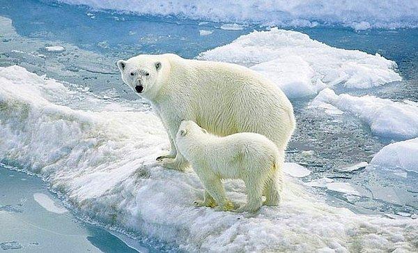Kutuplardaki dostlarımızın yaşam alanı da, küresel ısınma nedeniyle her geçen gün daha da daralıyor.