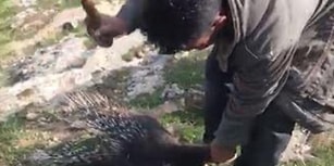Nesli Tükenmek Üzere Olan Oklu Kirpiyi Sopalarla Öldürülmüşlerdi: ‘Hayvanları Koruma Kanunu’na Muhalefet’ Suçundan Tutuklandılar