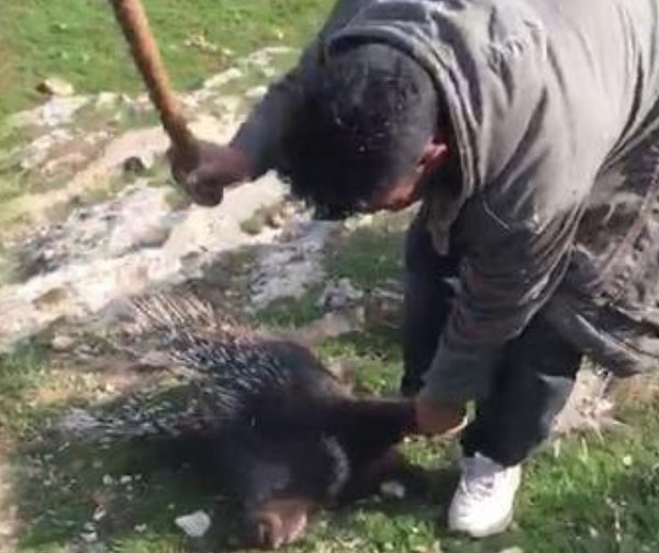 Geçtiğimiz pazar, Dünya Yaban Hayatı Günü'nde yine hepimizi üzecek bir haberle karşılaştık.